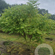 Koelreuteria paniculata 200-250 cm container meerstammig