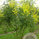 Koelreuteria paniculata 250-300 cm draadkluit meerstammig