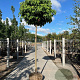 Liquidambar s. 'Gum Ball' 14-16 HO draadkluit boven vered. 225 cm stam