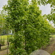 Liquidambar s. 'SlenderSilhouette' 10-12 cm draadkluit geveerd