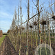 Liquidambar s. 'SlenderSilhouette' 12-14 cm draadkluit geveerd