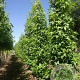 Liquidambar s. 'SlenderSilhouette' 16-18 cm draadkluit geveerd