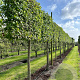 Liquidambar styraciflua 12-14 HO draadkluit lei 150x120
