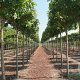 Liquidambar styraciflua 20-25 HO draadkluit dakvorm 130x130