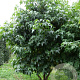 Liquidambar styraciflua 250-300 cm draadkluit meerstammig
