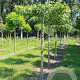 Liquidambar s. 'Worplesdon' 12-14 HO draadkluit dakvorm 130x130