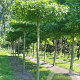 Liquidambar s. 'Worplesdon' 20-25 HO draadkluit dakvorm 130x130