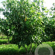 Liquidambar s. 'Worplesdon' 250-300 cm draadkluit meerstammig