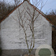 Liquidambar s. 'Worplesdon' 250-300 cm draadkluit meerstammig