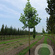 Liriodendron t. 'Aureomarginat.' 20-25 HO draadkluit