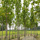 Liriodendron t. 'Fastigiatum' 14-16 HO draadkluit
