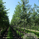 Malus 'Evereste' 16-18 HO draadkluit