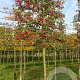 Malus 'Evereste' 16-18 HO draadkluit lei 180x120