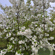Malus 'Evereste' 200-250 cm draadkluit meerstammig