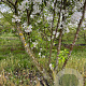 Malus 'Evereste' 200-250 cm draadkluit meerstammig