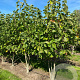 Magnolia 'Galaxy' 250-300 cm draadkluit meerstammig