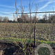 Magnolia 'Heaven Scent' 175-200 cm draadkluit meerstammig