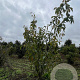 Magnolia 'Heaven Scent' 175-200 cm draadkluit meerstammig