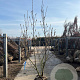 Magnolia 'Heaven Scent' 200-250 cm draadkluit meerstammig