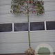 Malus 'Red Sentinel' 14-16 HO draadkluit lei 180x120