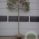 Malus 'Red Sentinel' 16-18 HO draadkluit lei 180x120