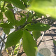 Magnolia soulangeana 175-200 cm container meerstammig