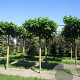 Morus alba 'Macrophylla' 20-25 HO draadkluit dakvorm 130x130