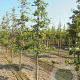 Nyssa sylvatica 12-14 HO draadkluit
