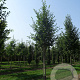 Ostrya carpinifolia 20-25 HO draadkluit