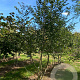 Ostrya carpinifolia 400-450 cm draadkluit meerstammig