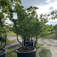 Parrotia persica 300-350 cm draadkluit meerstammig