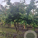 Parrotia persica 300-350 cm draadkluit meerstammig