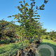 Parrotia persica 350-400 cm draadkluit meerstammig