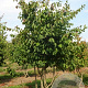 Parrotia persica 400-450 cm draadkluit meerstammig