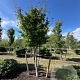 Parrotia persica 400-450 cm draadkluit meerstammig