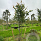 Parrotia persica 400-450 cm draadkluit meerstammig