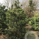 Pinus sylvestris 300-350 cm draadkluit geveerd