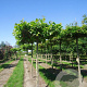 Platanus hispanica 'Malburg' 14-16 HO draadkluit dakvorm 130x130