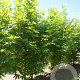 Platanus hispanica 'Malburg' 300-350 cm draadkluit meerstammig