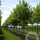 Platanus hispanica 'Pyramidalis' 20-25 HO draadkluit