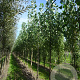 Populus can. 'Robusta' 18-20 HO draadkluit
