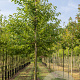 Prunus a. 'Plena' 14-16 HO draadkluit