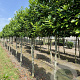 Prunus l. 'Novita' 10-12 HO draadkluit lei 120x120