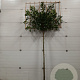 Prunus l. 'Novita' 12-14 HO draadkluit lei 150x120