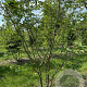 Prunus subh. 'Autumnalis Rosea' 400-450 cm draadkluit meerstammig