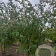 Prunus subh. 'Autumnalis' 250-300 cm draadkluit meerstammig