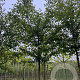Prunus 'Umineko' 16-18 HO draadkluit