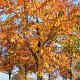 Prunus yedoensis 16-18 HO draadkluit