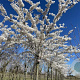 Prunus yedoensis 16-18 HO draadkluit
