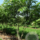 Prunus yedoensis 350-400 cm draadkluit meerstammig